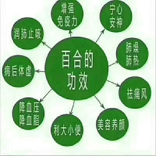 兰州 新鲜百合