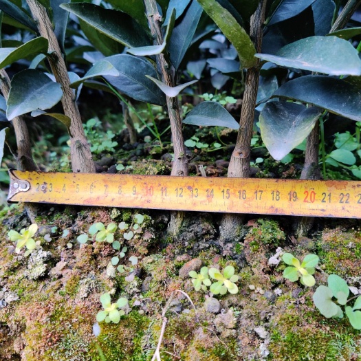 秀山赣南脐橙苗  【优质】纽荷尔脐橙赣南脐橙奉节脐橙苗橙树苗