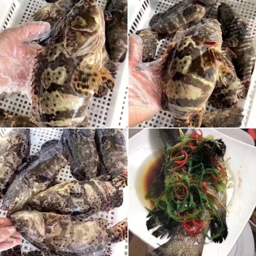饶平县珍珠龙胆石斑鱼 💥龙胆珍珠斑💥一条一斤以上！最火爆的鱼种
