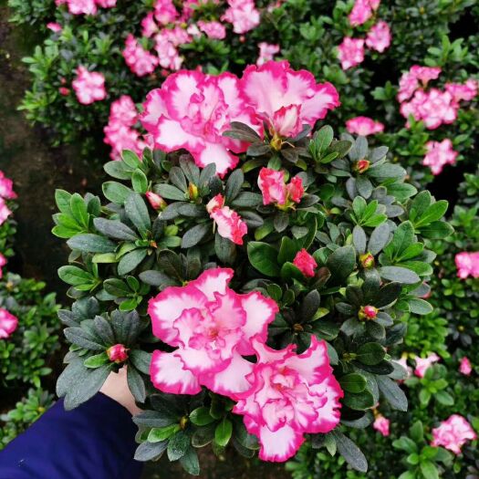 漳平市 18 西玛杜鹃花带花苞产地批发直销 量大优惠欢迎咨询订购