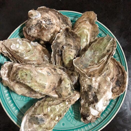 海安市山东乳山牡蛎 新鲜，鲜活