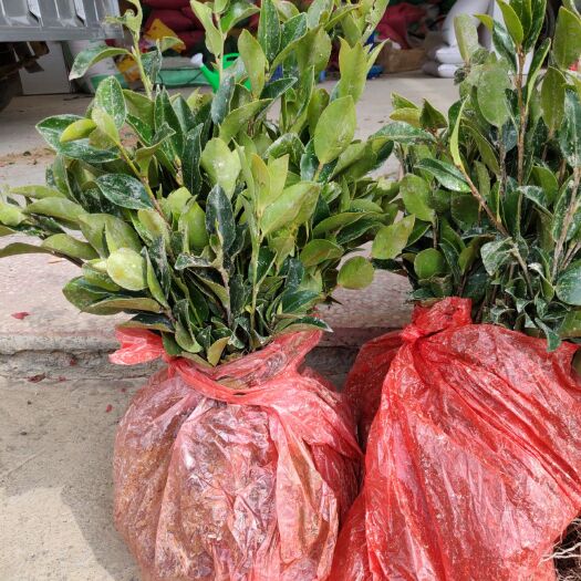 宁远县 油茶苗 一年生实生苗