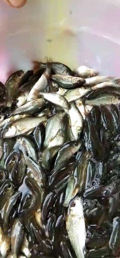 巴塘县大量出售各种规格的鲤鱼苗