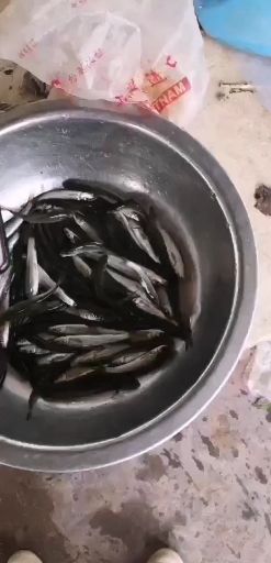 各種規(guī)格鯉魚苗