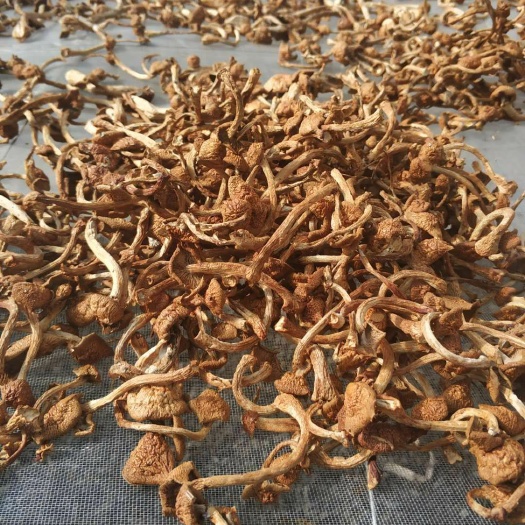 南岔县滑子菇 人工种植 干货