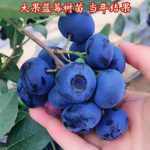 平邑县蓝宝石蓝莓苗 蓝莓树苗庭院室内四季盆栽地栽苗南北方种植当年结果