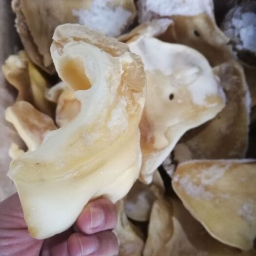 阳信县牛耳，熟的，没有耳根实货拍摄