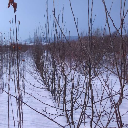 宁安市苹果树苗  定植 东北果树苗批发