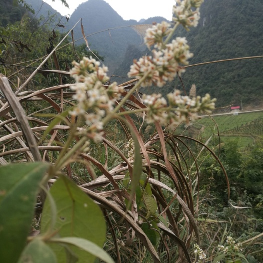 河池 密蒙花