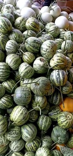 莘县花蕾甜瓜 0.5斤以上