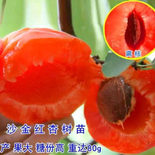 平邑县 沙金红杏树苗 保证品种苗 南北方均可种植  保湿发货