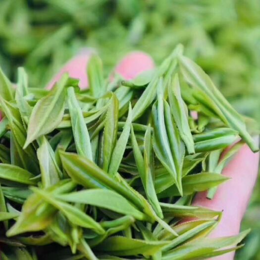 桂东县云雾茶  2023头春茶高山绿茶高山玲玲茶