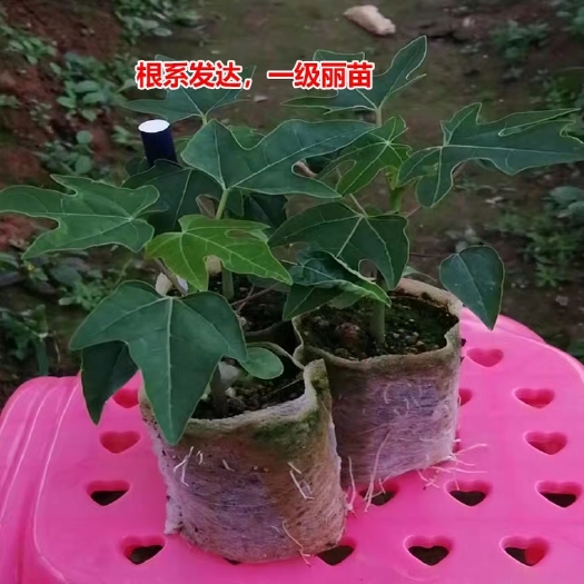 灵山县 木瓜苗　新品种红冠木瓜苗 大青木瓜苗 红肉木瓜苗 当年结果