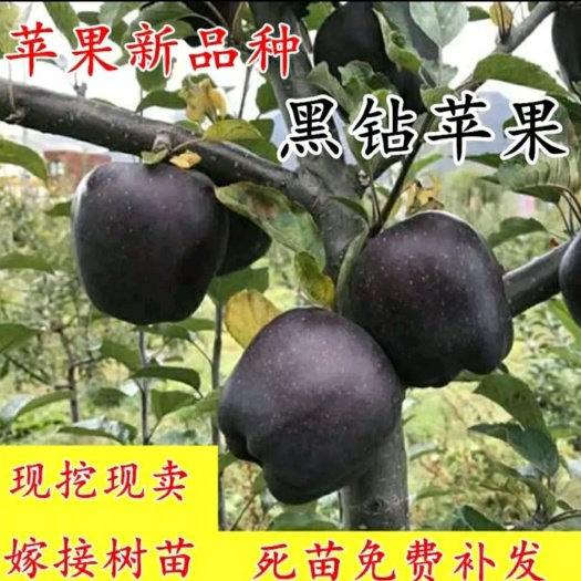 平邑县 黑钻苹果树苗 现挖现发 包技术 包挂果