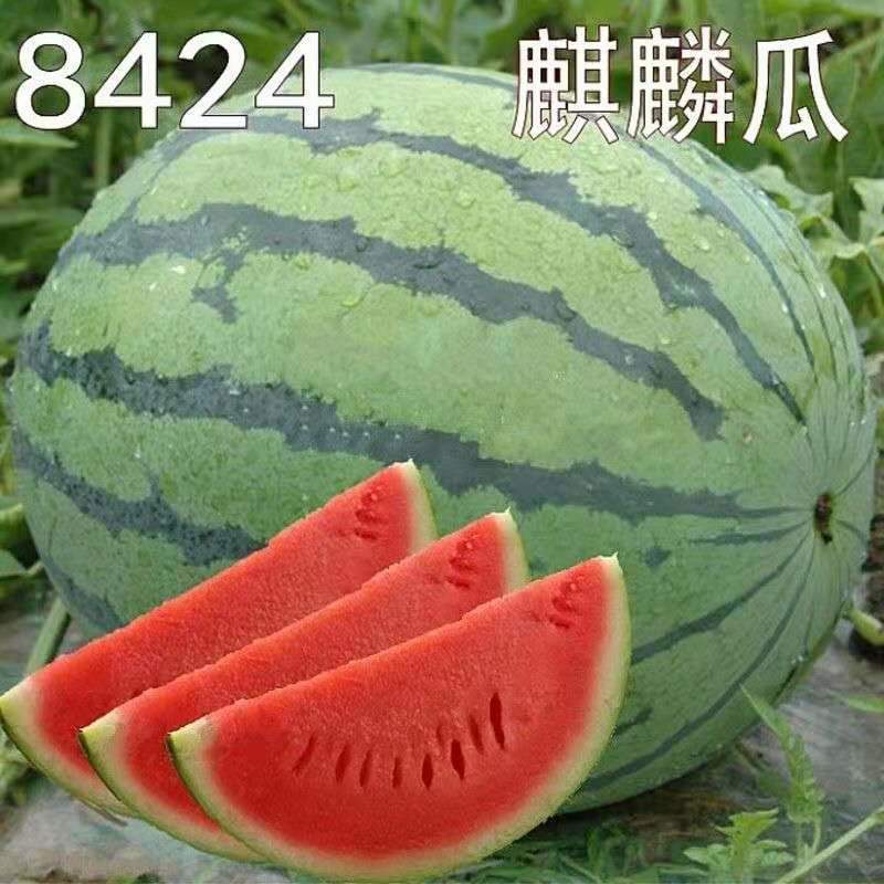 磬8424ϻֱ