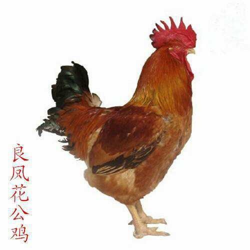 南宁良凤花鸡苗 专业孵化厂家直销 诚信经营 可托运可自提