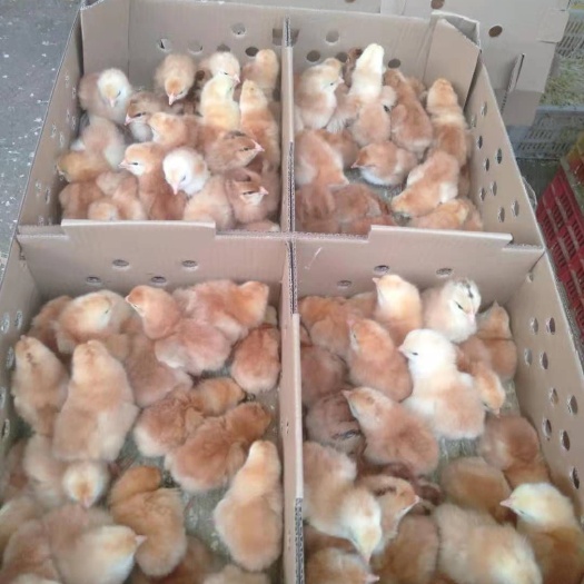 南宁快大黄鸡苗 母