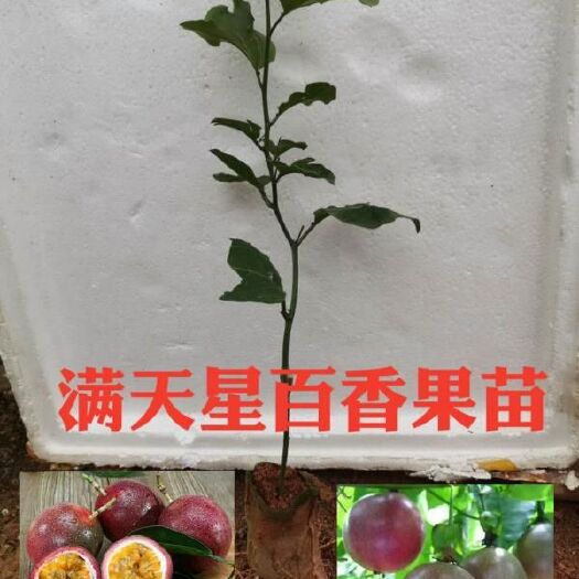 满天星百香果苗 满天星百香苗嫁接苗农业种植高产品种四季开花结果5棵果树起