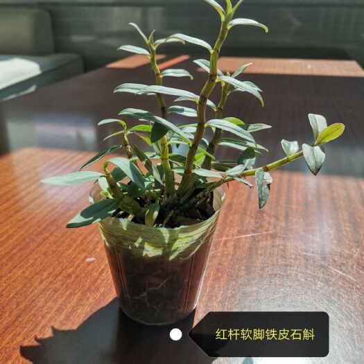 龙岩铁皮石斛种苗杯苗 盆景 盆栽 室内绿植 基地直发一手货源