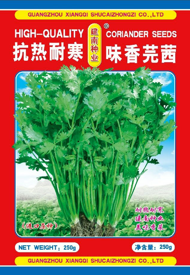 南靖县香菜种子  建南 留香芫荽种子  香菜种籽
