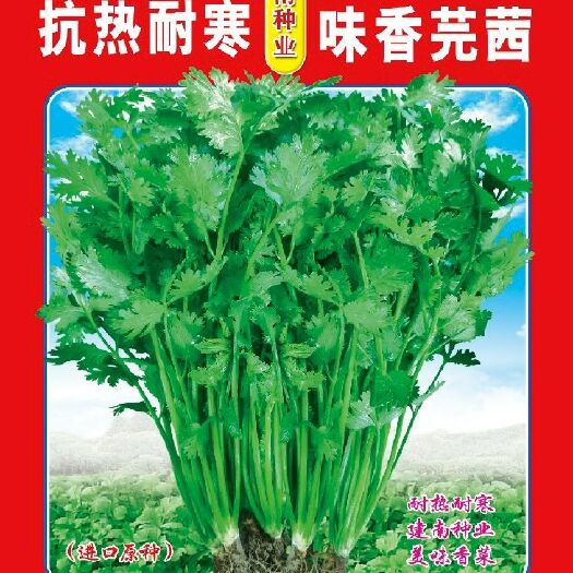 香菜种子  建南 留香芫荽种子  香菜种籽