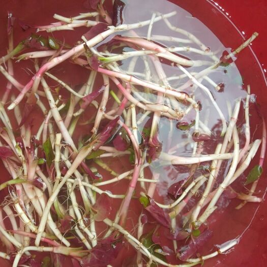 石柱 田间地头鱼腥草