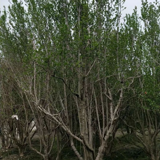 成都 石榴树批发花石榴果石榴树批发大量供应绿化苗木