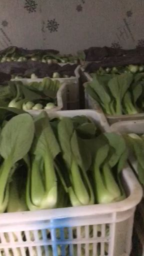 曹县北方小油菜  鲁西南上海青种植基地，大面积出售上海青小白菜，质量好，价格低