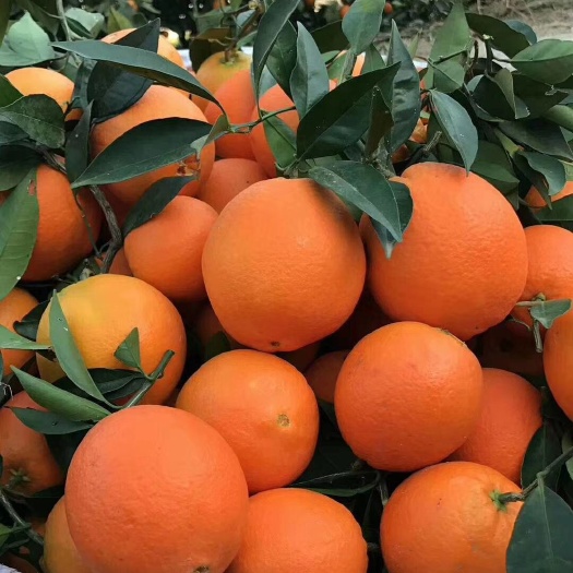 兴山县 大量种植伦晚橙子🍊🍊🍊欢迎批发商订购～