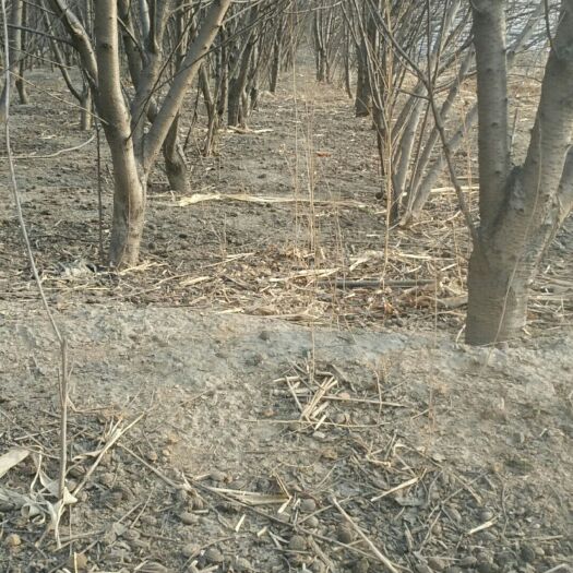 石家庄山桃苗 山桃树