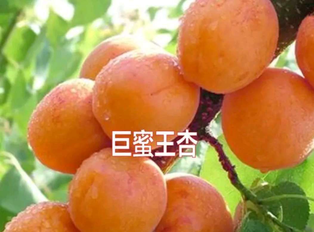  巨蜜王杏树苗 嫁接苗 果个大 甜度高 口感好 南北方均可种