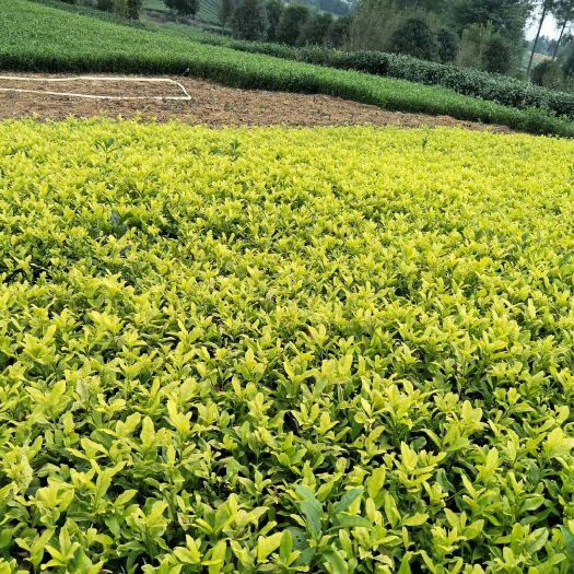 雅安 大量出售：黄金芽茶苗，中黄一号茶苗，黄金叶茶苗！