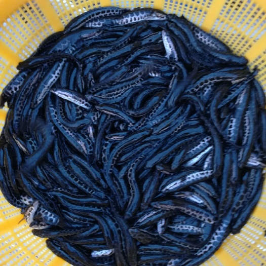 南宁 批量出售驯料杂交生鱼苗（黑鱼苗）十一朝，抢料猛，抗病力强！