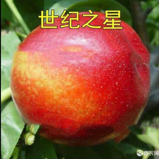 平邑县 世纪之星油桃苗 嫁接油桃苗 基地直销现挖现卖全国包邮保真保活