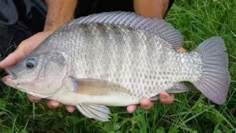 佛山 海南壹号  新吉富  吉奥  奥尼罗非鱼苗+自孵水花