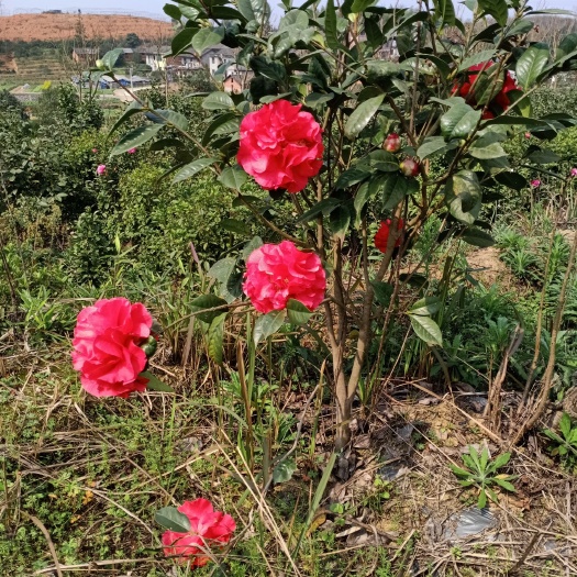 郴州普通雪松 名贵山茶花(球.小苗.大苗)
