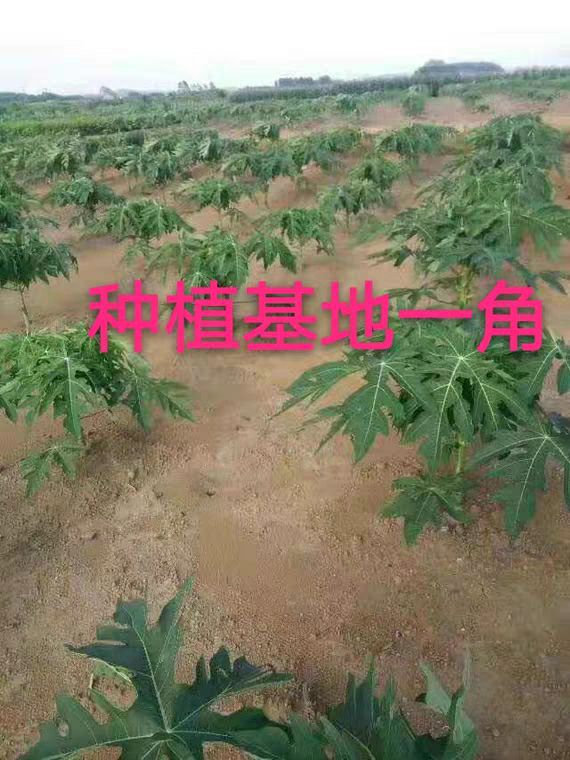  木瓜苗　新品种红冠木瓜苗 大青木瓜苗 红肉木瓜苗 当年结果