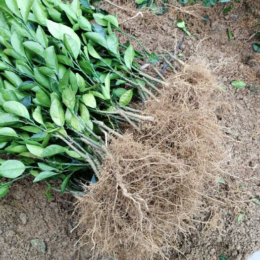 安远县纽荷尔脐橙苗 赣南脐橙苗