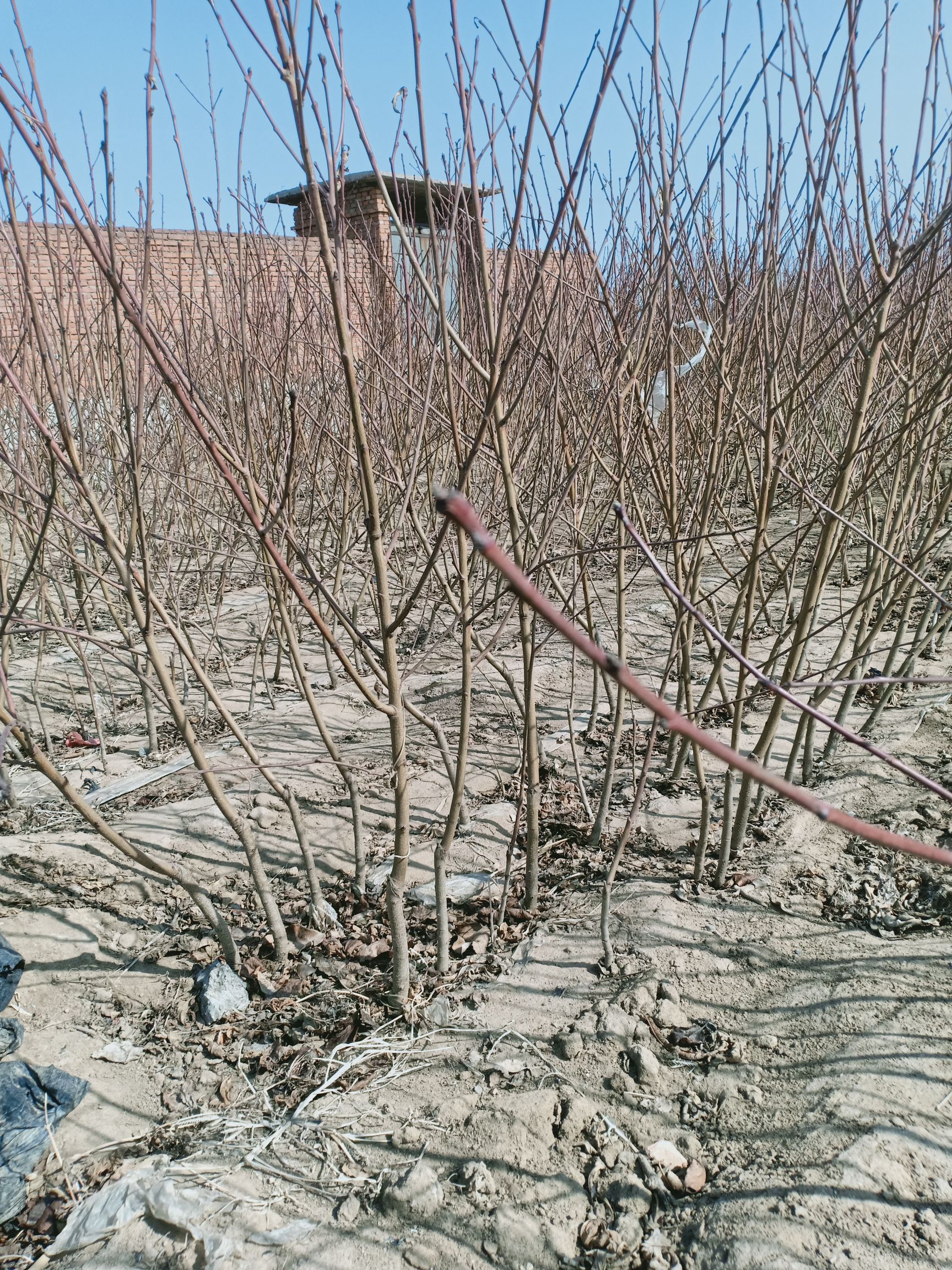 黄桃树苗 自家苗圃种植嫁接桃苗