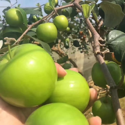 南宁苹果枣苗