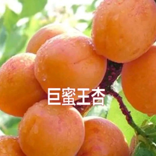 平邑县 巨蜜王杏树苗 嫁接苗 果个大 甜度高 口感好 南北方均可种
