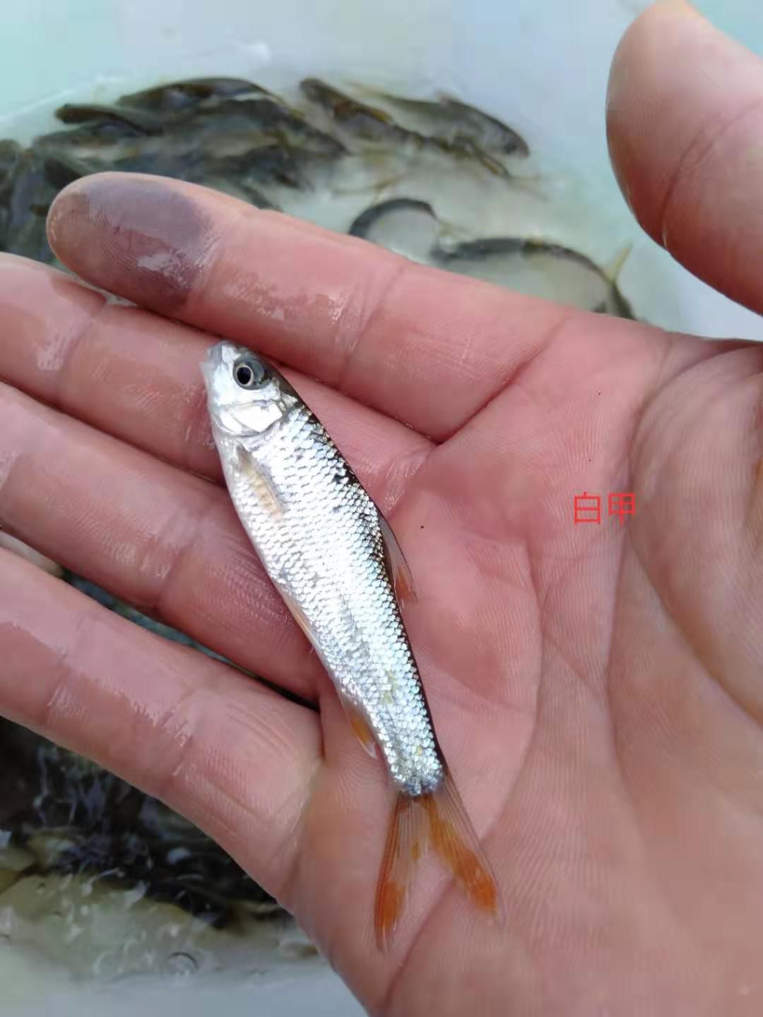 各種規(guī)格鯉魚苗