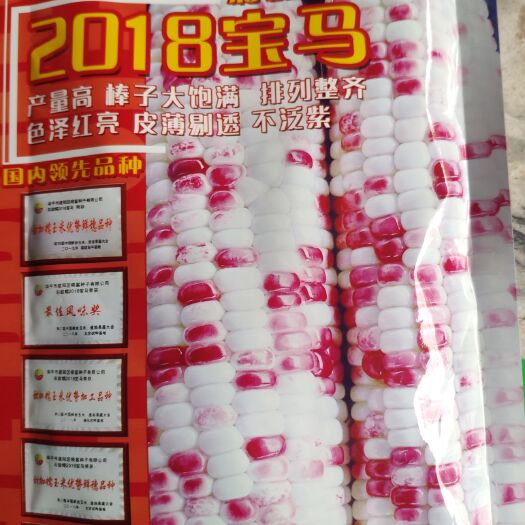 余干县奥玉116玉米种子  2018宝马甜糯玉米种子 产量高棒大饱