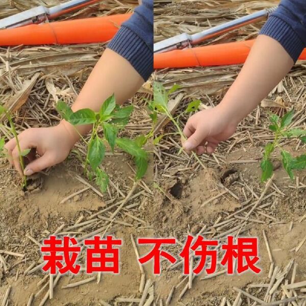 栽苗器移栽器辣椒播种器定植器种苗器种菜栽苗机大桥农具