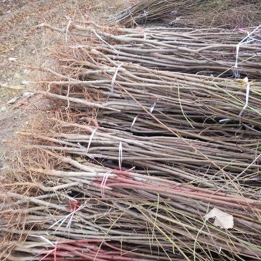 鲁山县山毛桃树苗 0.8公分以上