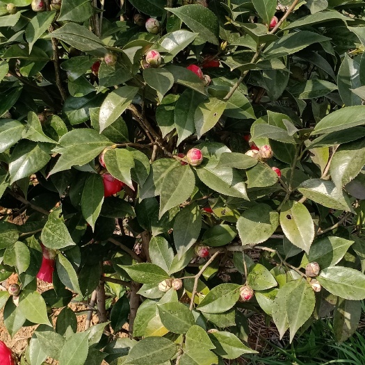 资兴市 名贵山茶花小苗.大苗