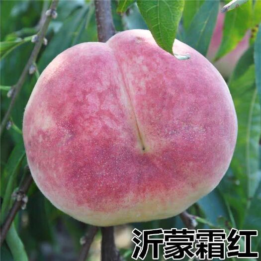 平邑县 桃树苗 冬桃 雪桃苗 晚熟桃 沂蒙霜红桃苗大果丰产 包成活