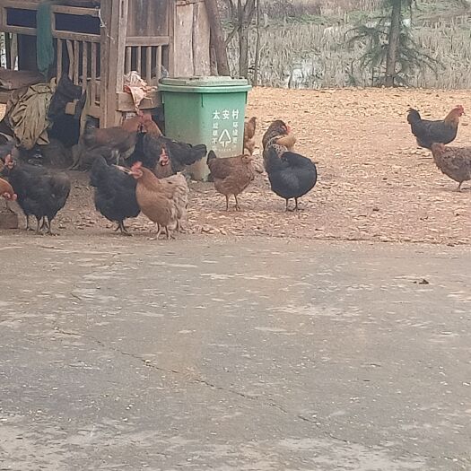 汉寿县 自家抱鸡婆抱的鸡