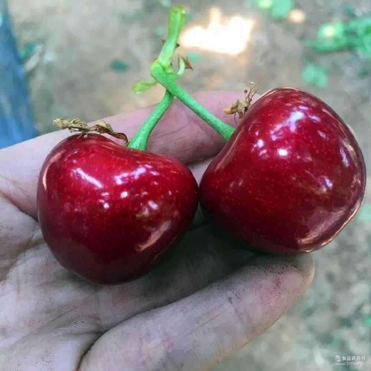 眉县俄罗斯8号大樱桃苗，品种准苗子壮，树势中庸早花早果，耐寒丰产