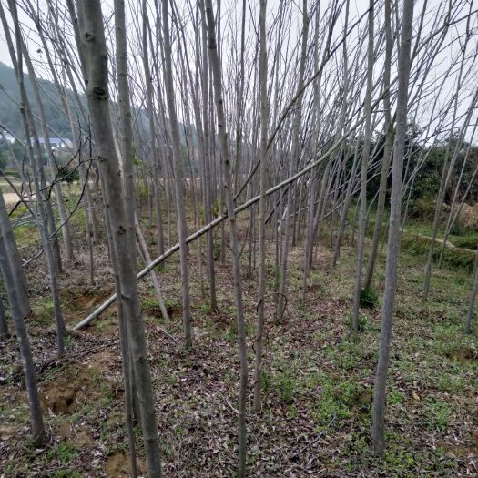 长沙县 3至6公分栾树，裸根或带土球，田苗，树杆直，价格优惠
